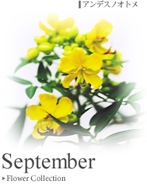 �t�����[�R���N�V���� 2010�N9��