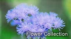 �t�����[�R���N�V����